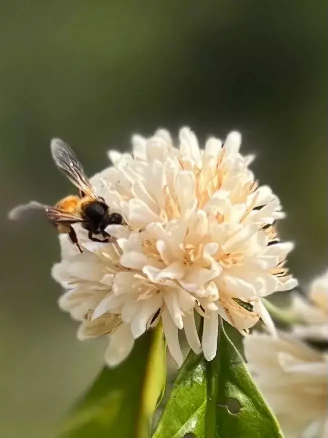 bees in coffee pollination