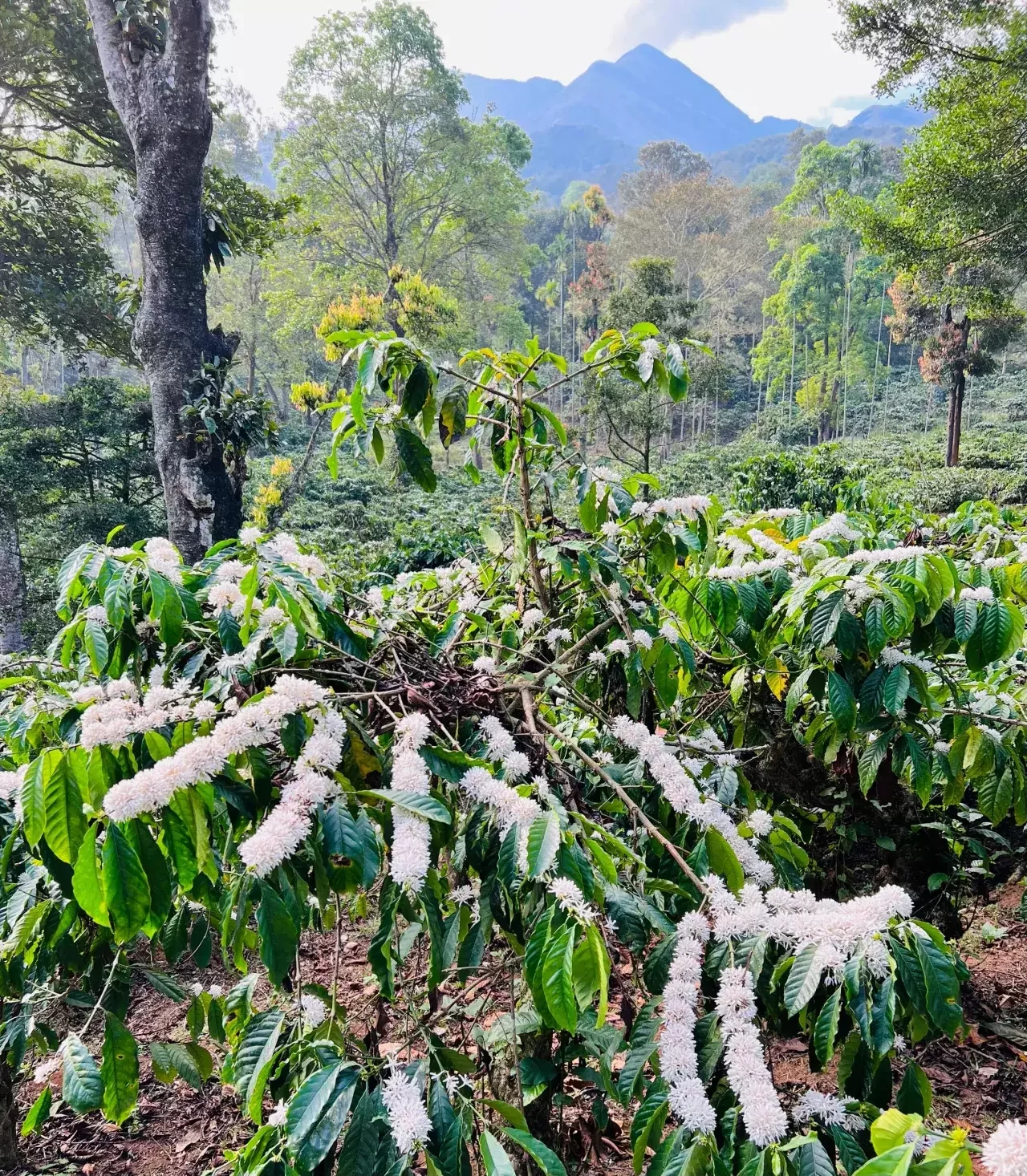 coffee blooms